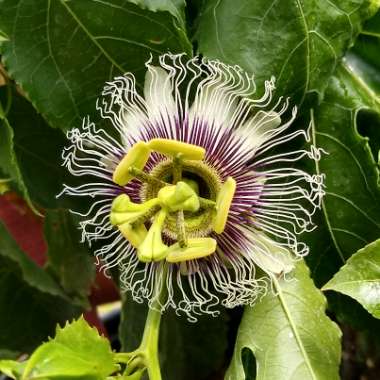 Passiflora edulis