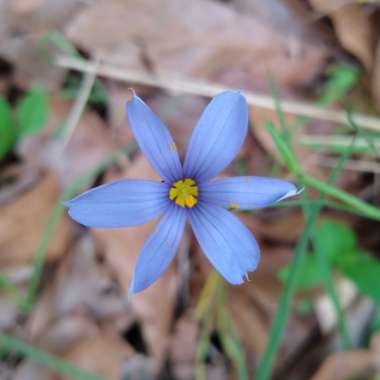 Sisyrinchium montanum