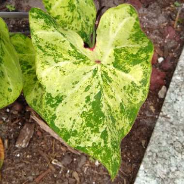 Caladium 'Frog In A Blender'