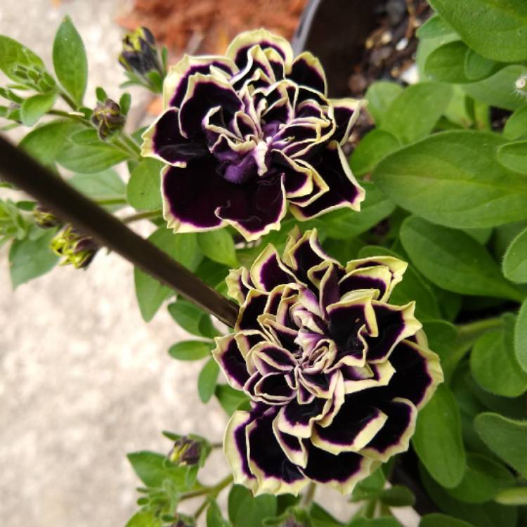 Plant image Petunia 'Midnight Gold'