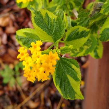 Lantana camara 'Samantha'