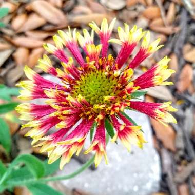 Gaillardia pulchella 'Sundance Bicolor'