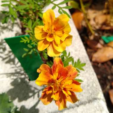 Tagetes patula 'Strawberry Blonde'