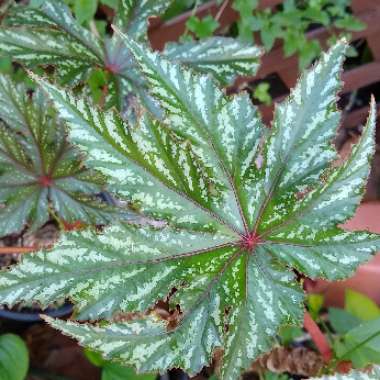 Begonia 'Gryphon'