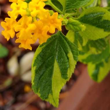 Lantana camara 'Samantha'