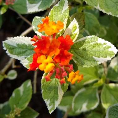 Lantana 'Skittles'