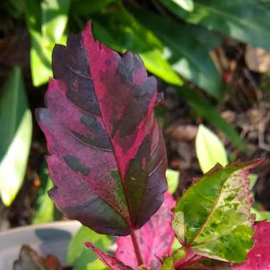 Hibiscus Rosa-Sinensis 'Red Hot'