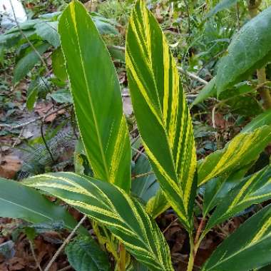 Alpinia zerumbet 'Variegata'