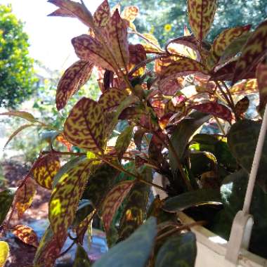 Aeschynanthus longicaulis 'Black Pagoda'