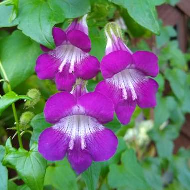 Asarina Scandens