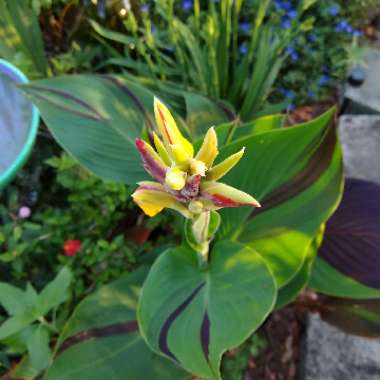 Canna 'Cleopatra' syn. Canna 'Yellow King Humbert', Canna 'Harlequin'