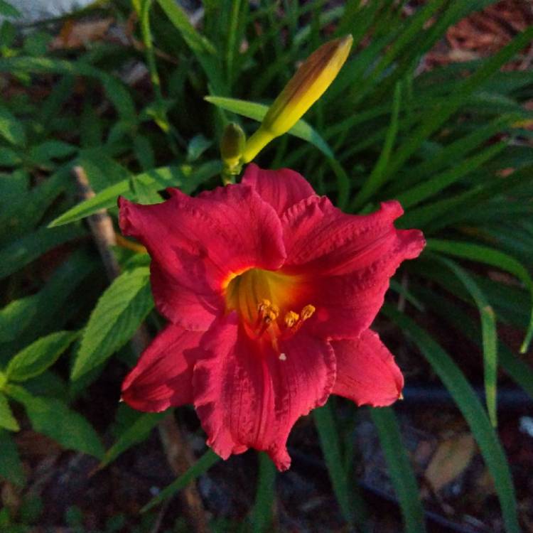 Plant image Hemerocallis 'Little Business'