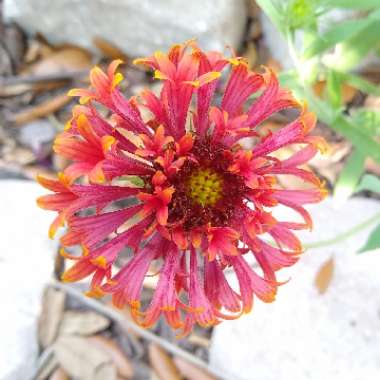 Gaillardia pulchella 'Sundance Bicolor'