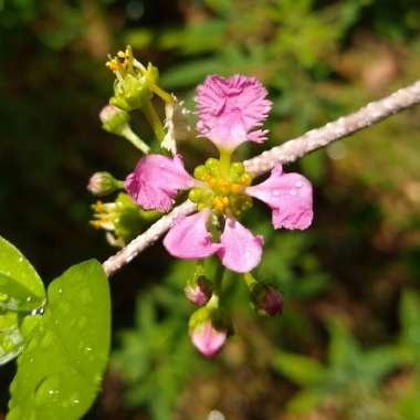 Malpighia Glabra