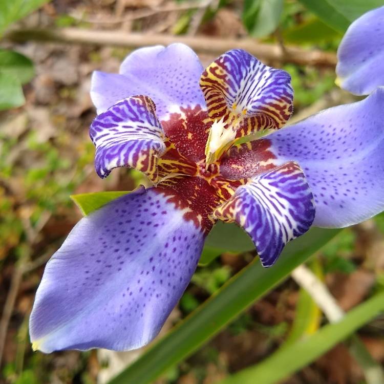 Plant image neomarica caerulea