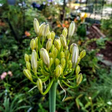 Agapanthus