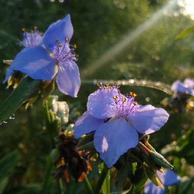 Tradescantia occidentalis