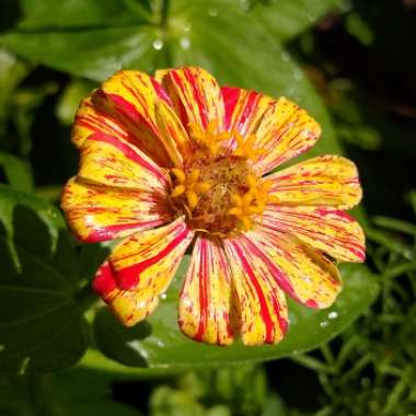 Zinnia elegans