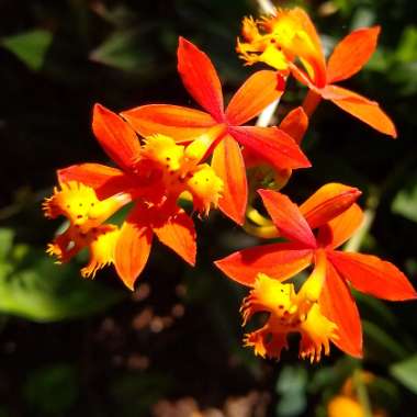 Epidendrum Radicans