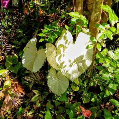 Caladium Candidum 'Moonlight'