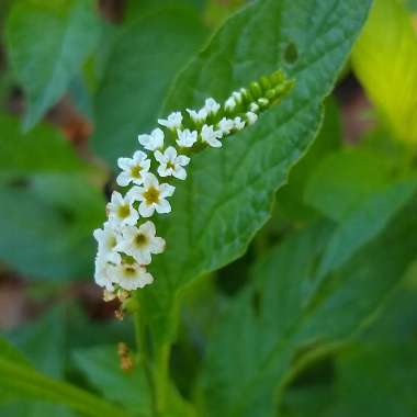 Heliotropium Angiospermum