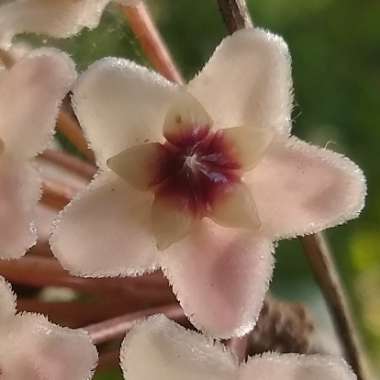 Hoya Carnosa