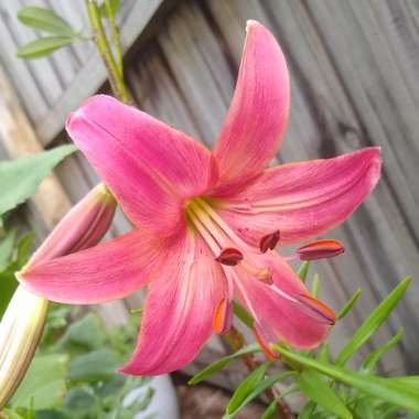 Lilium (Asiatic)