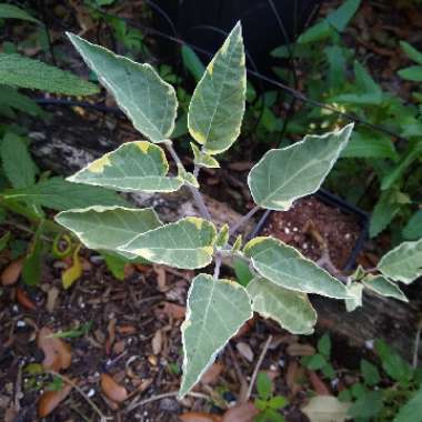 Datura