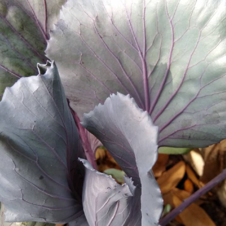 Plant image Brassica oleracea var. rubra (Capitata Group)