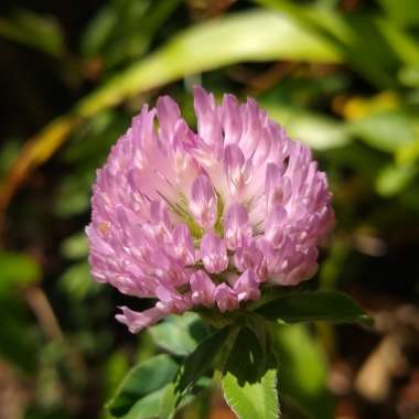 Trifolium pratense