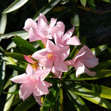 Nerium oleander