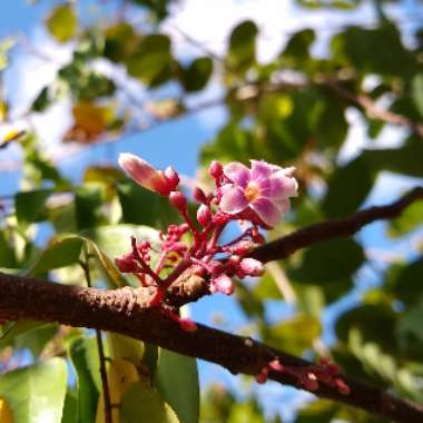 Averrhoa Carambola