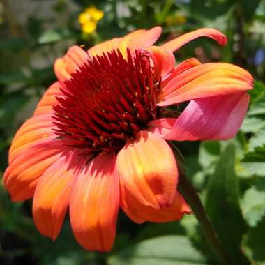 Echinacea 'Cheyenne Spirit' (Orange)