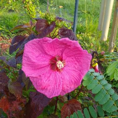 Hibiscus