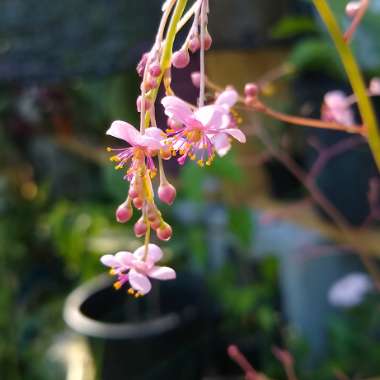 Talinum Paniculatum