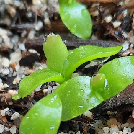 plant image 1517589