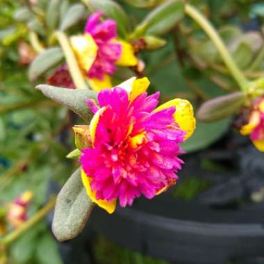 Portulaca oleracea