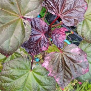 Abelmoschus manihot syn. Hibiscus manihot