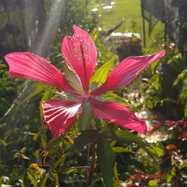 Hibiscus coccineus