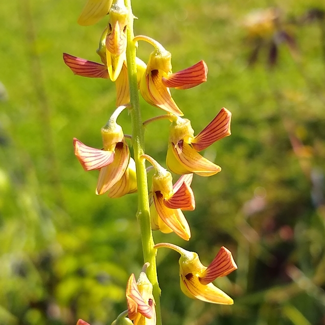 Plant image Crotalaria lanceolata