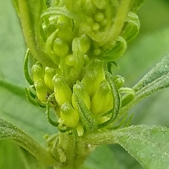 Leonotis leonurus