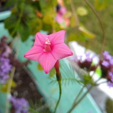 Ipomoea quamoclit  syn. Quamoclit pennata