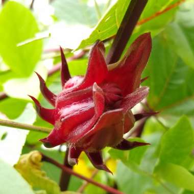 Hibiscus sabdariffa