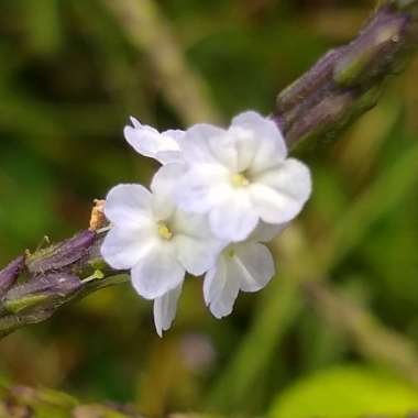 Stachytarpheta cayennensis