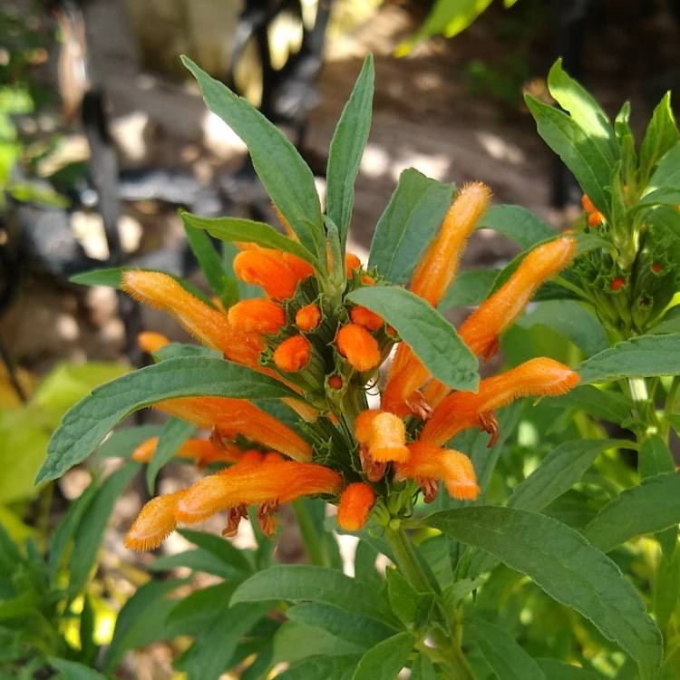 Plant image Leonotis leonurus