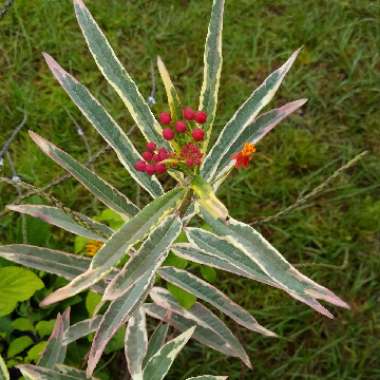 Asclepias curassavica 'Charlotte's Blush'