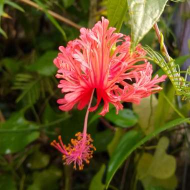 Hibiscus schizopetalus