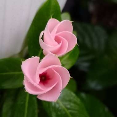 Catharanthus roseus syn. Vinca rosea