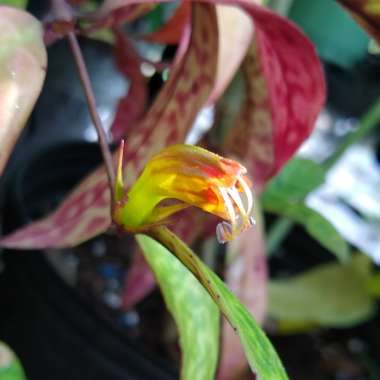 Aeschynanthus longicaulis 'Black Pagoda'