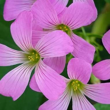 Oxalis